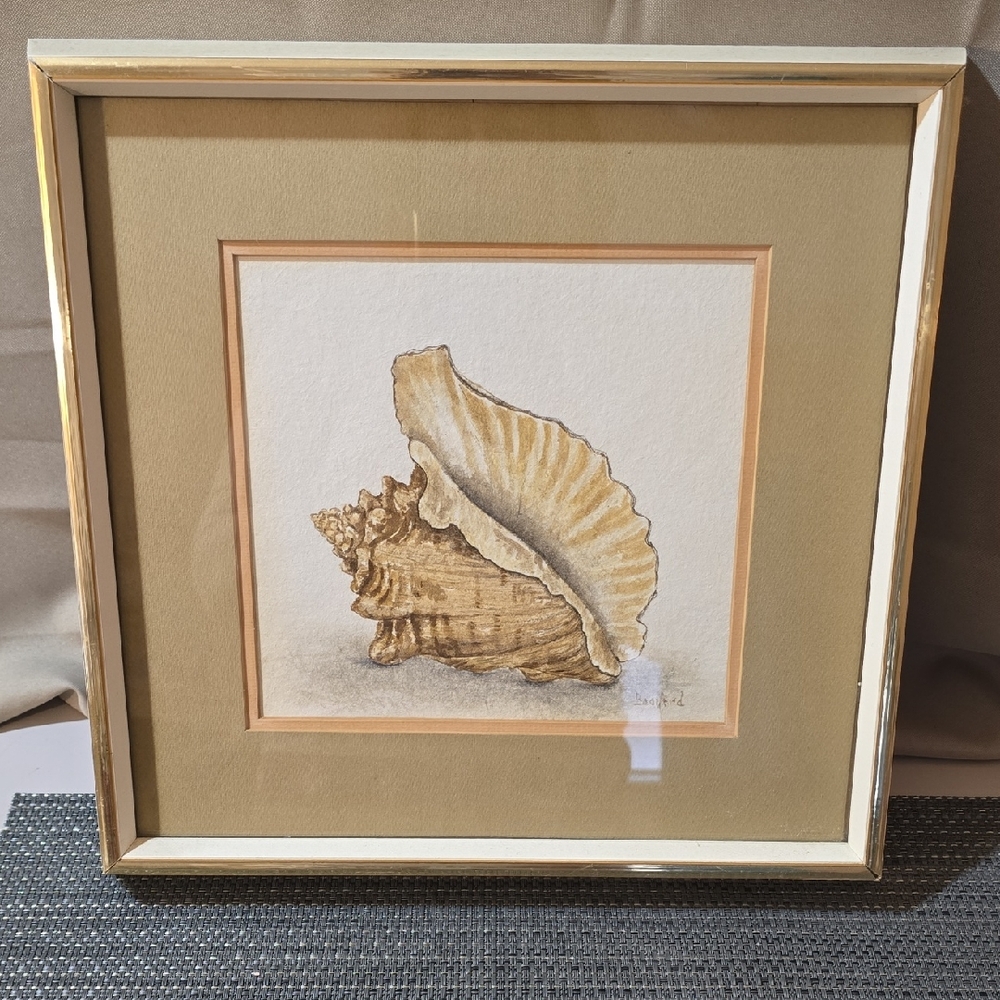 Vintage Framed, Signed Conch Shell Watercolor By Florida Artist